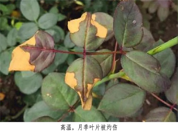 4e55ddfa452b3541dea9f954c0598c2.jpg 4e55ddfa452b3541dea9f954c0598c2.jpg