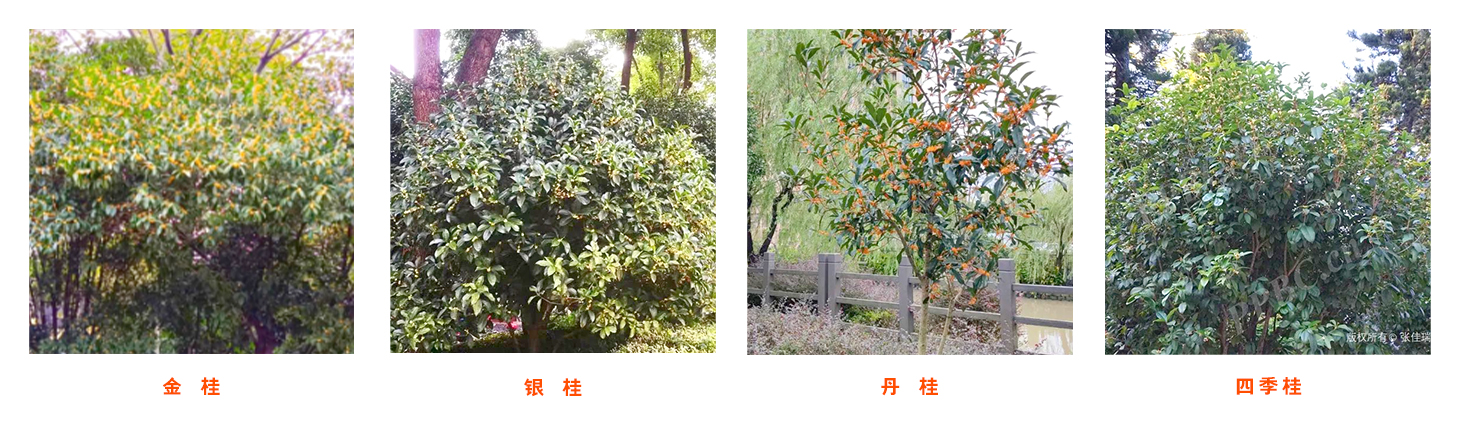 四种桂花（横）2.jpg